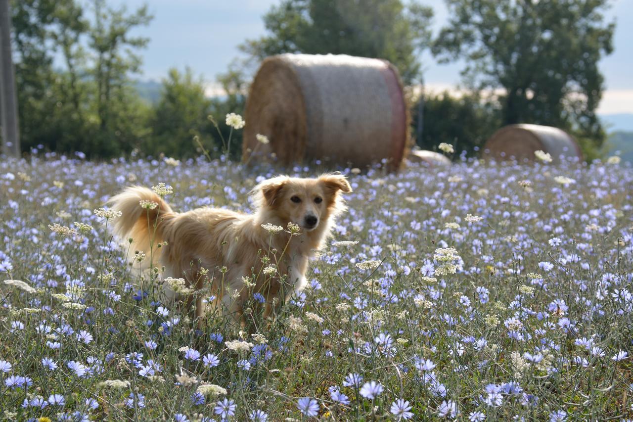 Agriturismo Il Sasso アンギアーリ エクステリア 写真